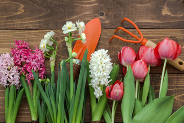 Spring flowers and garden tools. Spring background.