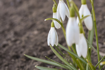 весна, первые лесные цветы подснежники