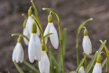 Fototapeta premium весна, первые лесные цветы подснежники