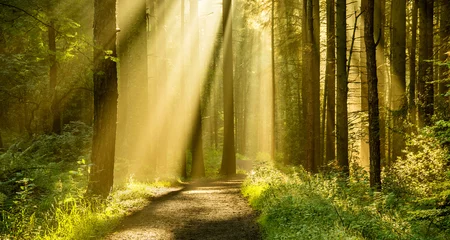 Fototapete Fotos Goldene Lichtstrahlen, die an einem Herbstmorgen mit Pfad in einem Wald durch Baumkronen scheinen.