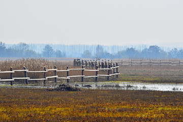 Słonawy w nadmorskim rezerwacie Beka © miotk