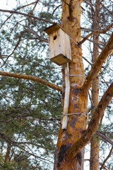 bird birdhouse attached to a pine tree