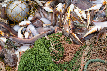 Fishing nets and marine fish flounder, grouper, fish bullhead