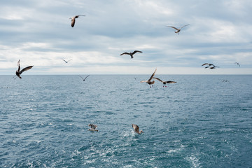Seagulls fly over the sea