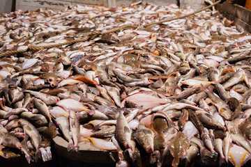 Caught sea fish flounder and groupe on deck of a fishing seiner, n