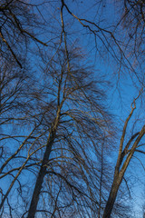 Bäume von unten
