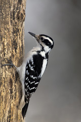 Female Hairy Woodpecker (Picoides villosus)