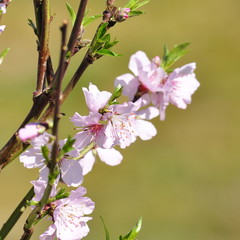 Fleurs d'Amandier 