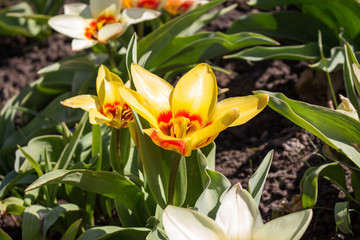 otwarty żółty kwiat © szymq