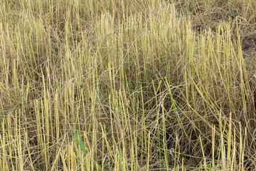Straw in rice field