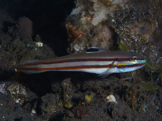 Coral fish Blueband goby