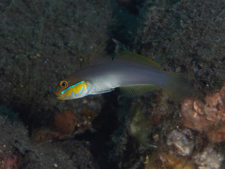 Fototapeta na wymiar Coral fish Blueband goby