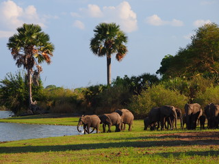 Herd of elephants at a lake