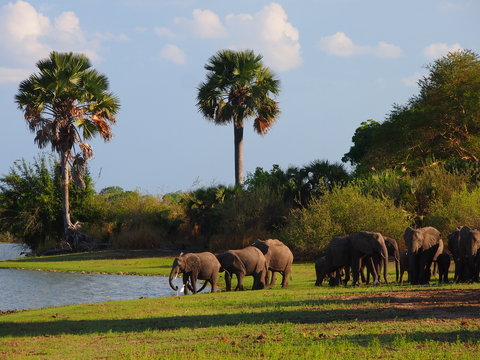 Fototapeta Herd of elephants at a lake