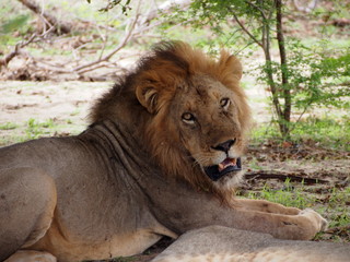 Male lion resting under a tree