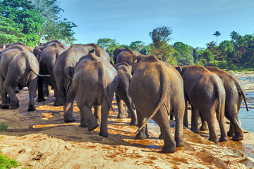 Fototapeta na wymiar Elephant attraction river
