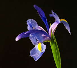 Purple iris isolated on black background