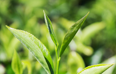 leaf tea green in Sri Lanka