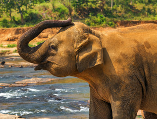 Elephant attraction river