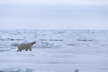 Polar Bear in drifting ice area, Svalbard, Arctic. © Johannes Jensås