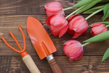 Tulips and garden tools.