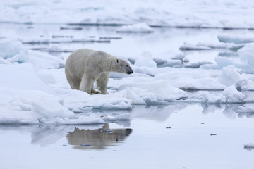 Polar Bear in drifting ice area, Svalbard, Arctic. © Johannes Jensås
