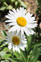 Obraz premium two white beautiful camomiles