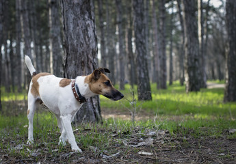 Fox Terrier dog hunting in the spring forest