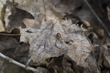 Ladybug on a leaf in the spring forest