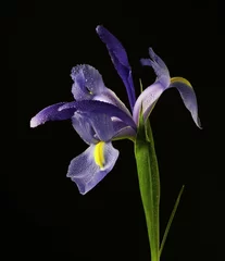Purple iris isolated on black background with water drops