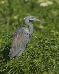 Tricolored Heron in Breeding Plumage - Florida
