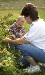 Grandmother and grandson picking berries