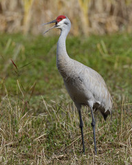 Naklejka premium Sandhill Crane (Grus canadensis) Calling in Spring