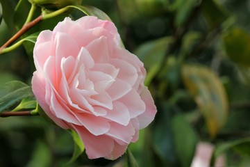 Camellia