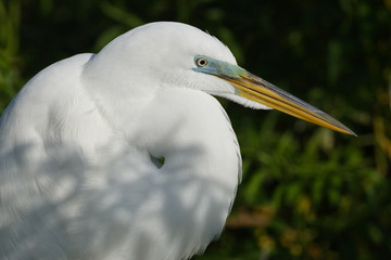 Closeup of a Great Egret in Breeding Plumage - Florida