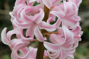 Hyacinth