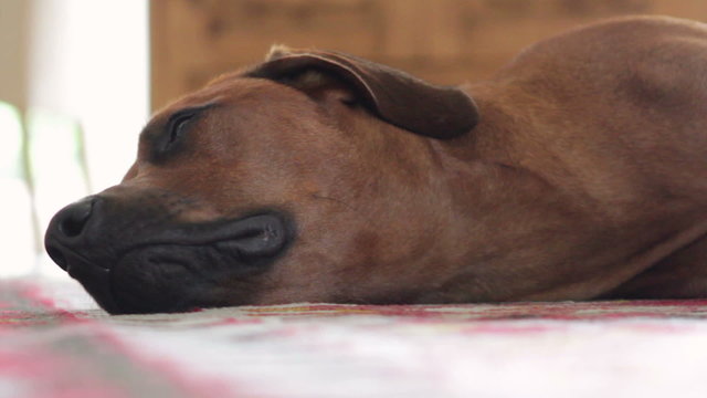 Dog sleeping on floor in living room.