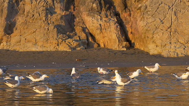Colony of Western Gulls foraging for food on Harris Beach in Brookings, Oregon near sunset; slow motion (96 fps rendered at 24fps)