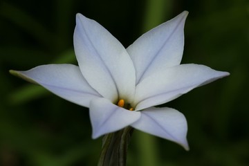 ipheion uniflorum