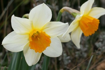 Daffodil