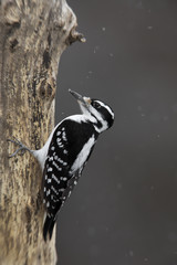 Female Hairy Woodpecker (Picoides villosus) clinging to a tree