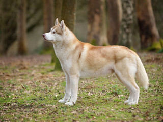 Husky, portrait