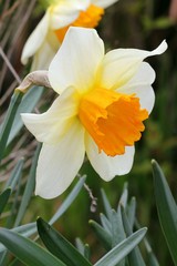 Daffodil