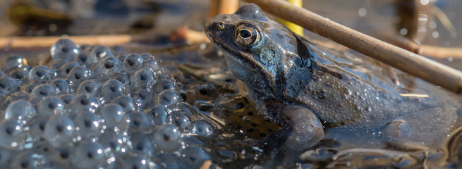 Moorfrosch (Rana arvalis) Weibchen mit Laichballen