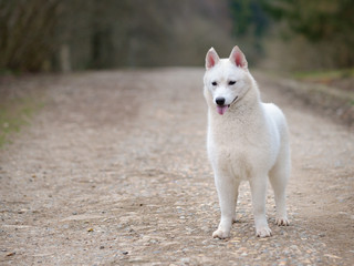 Obraz premium Husky, portrait