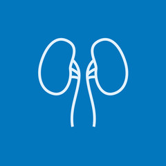 Kidney line icon.