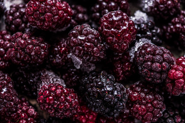 Frozen summer forest wild  blackberries, full frame background