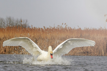 Naklejka premium Swan flutters spray drops with sunny hotspot