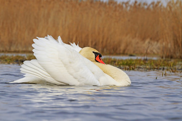 Naklejka premium Swan in wedding attire