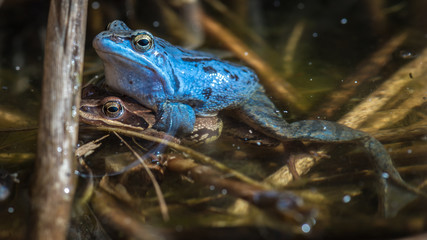 Moorfrosch (Rana arvalis) in blauer Färbung zur Paarungszeit